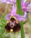 Ophrys cinnabarina